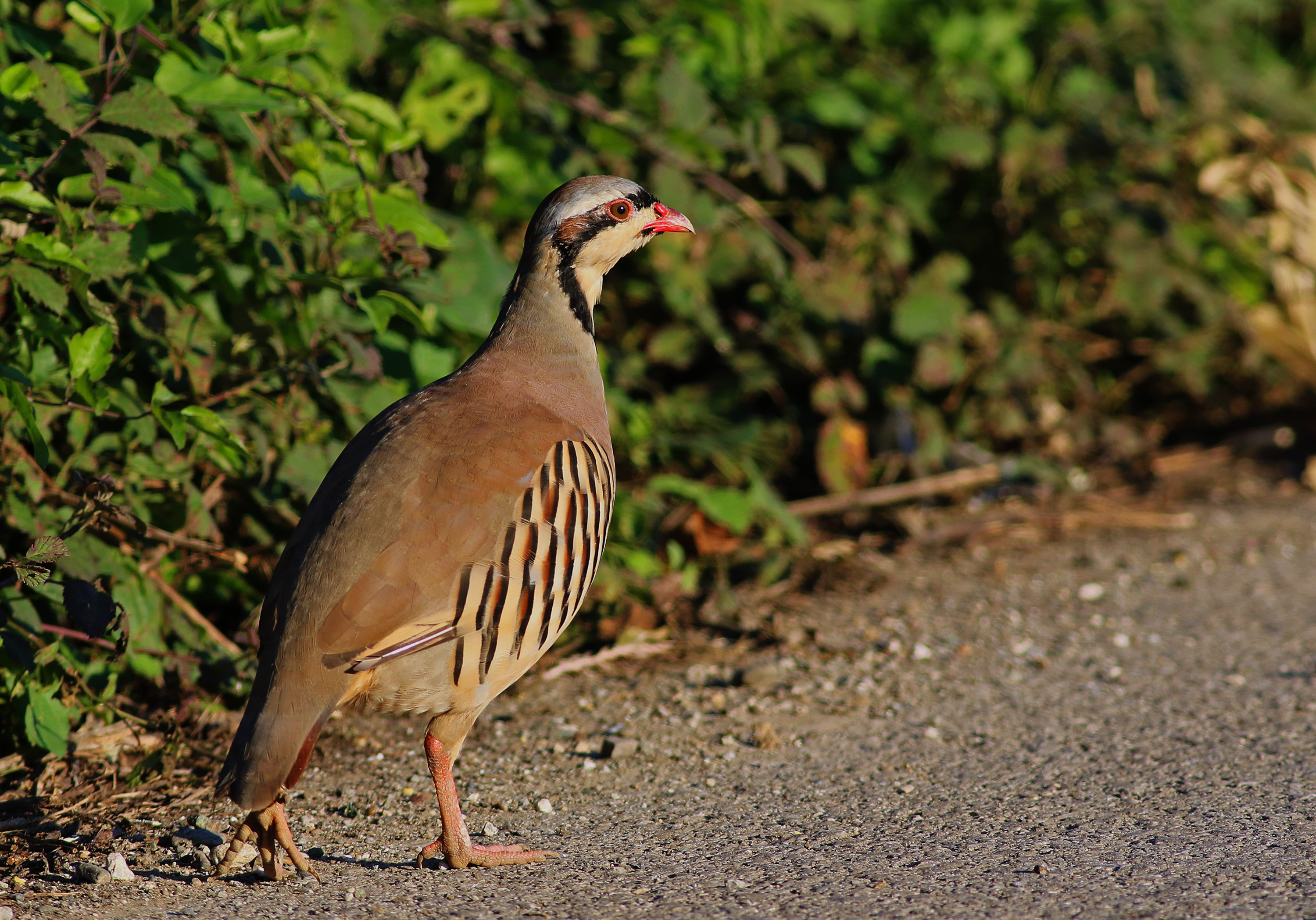 Chukar — Ana fotoğraf